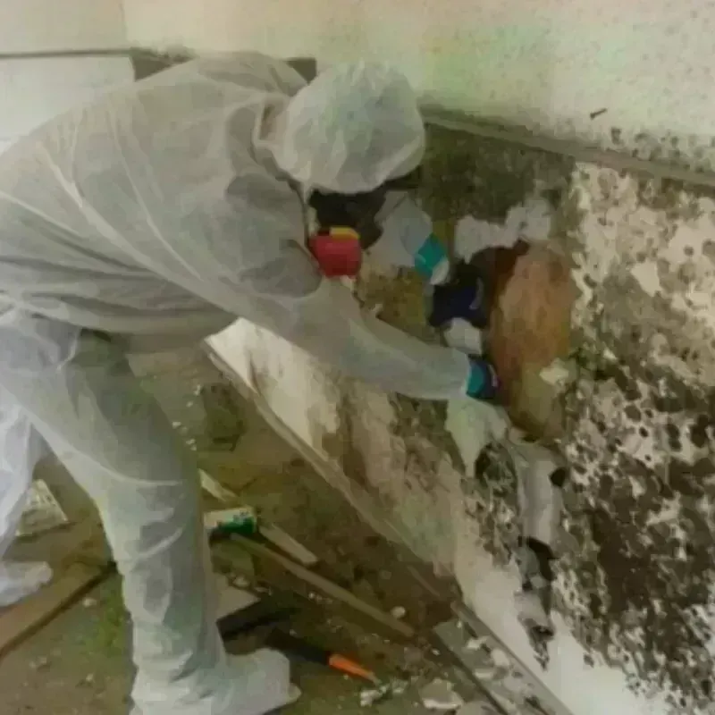 Mold Remediation and Removal in Diboll, TX